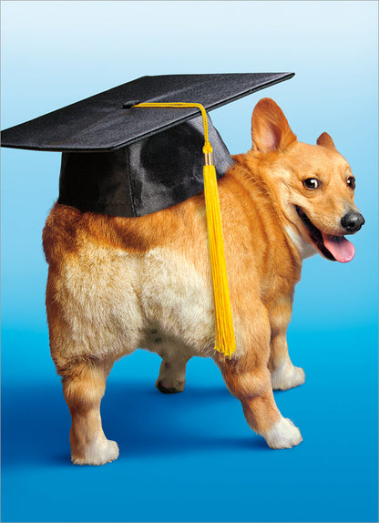 front of card has a picture of a orange corgi with his butt facing forward with a black grad cap on it against a ombre blue background