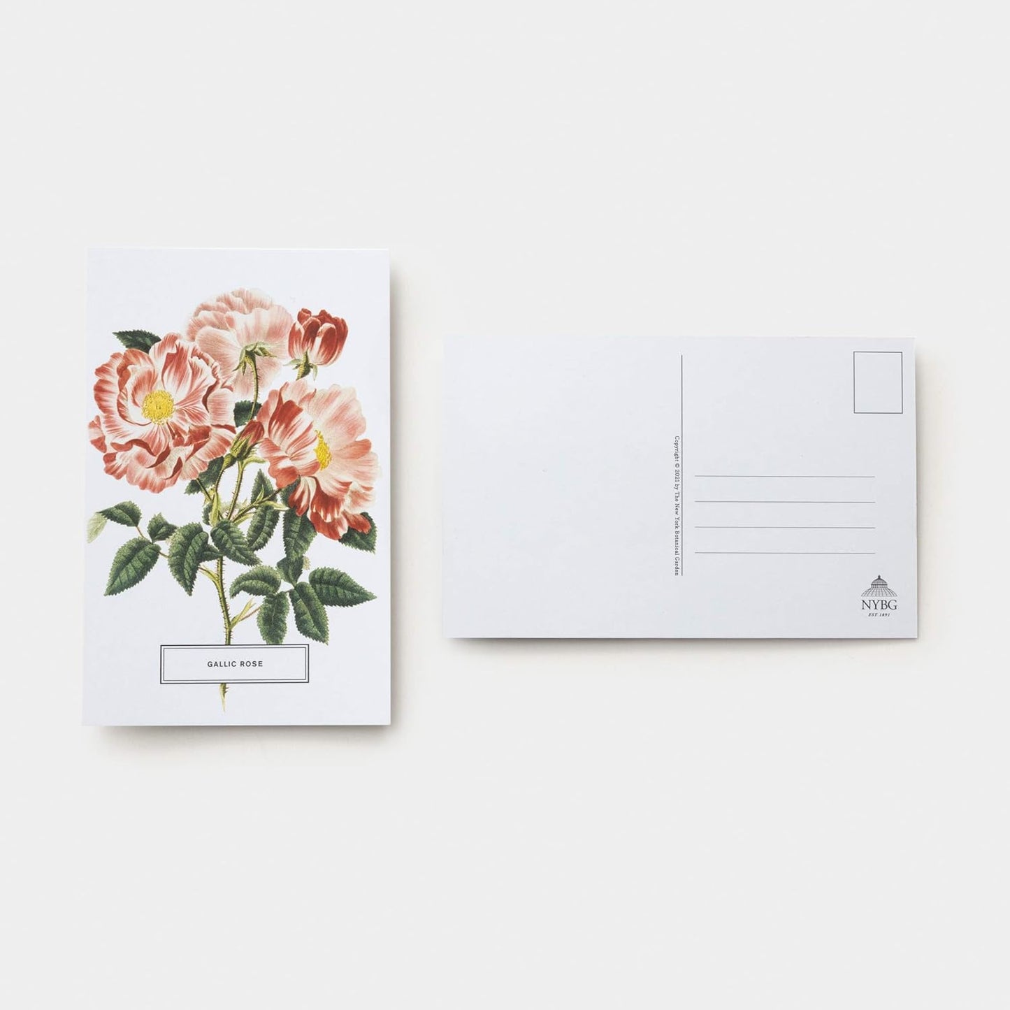 front and back views of a rose pastcard