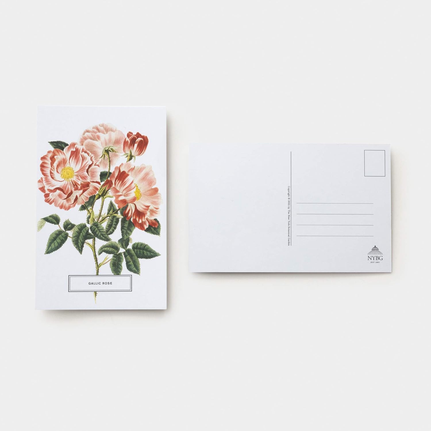 front and back views of a rose pastcard