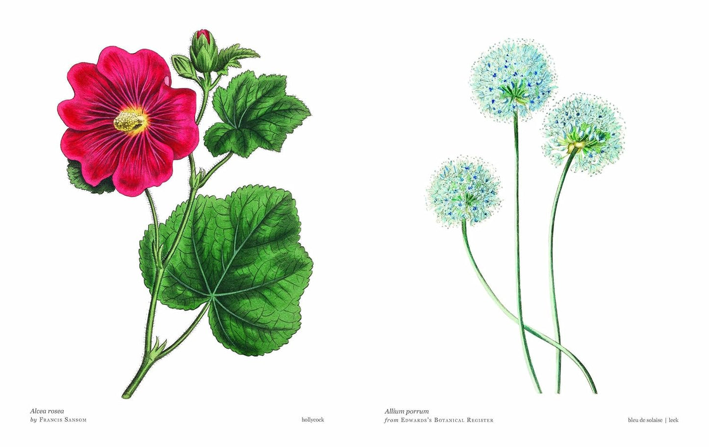 pages from Biblioflora book with Illustration of a pink flower and green plants on a white background