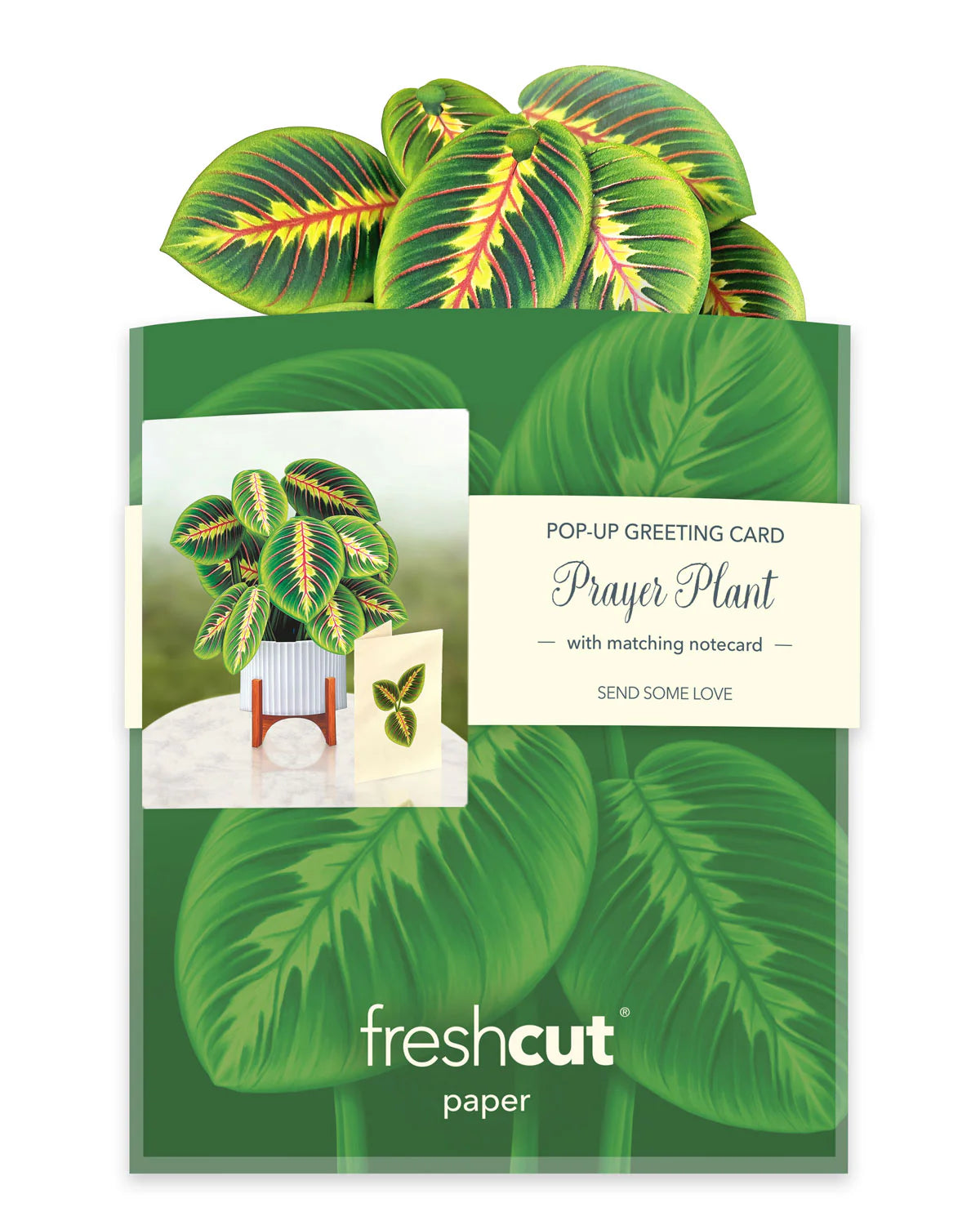prayer plant standing up FreshCut Paper