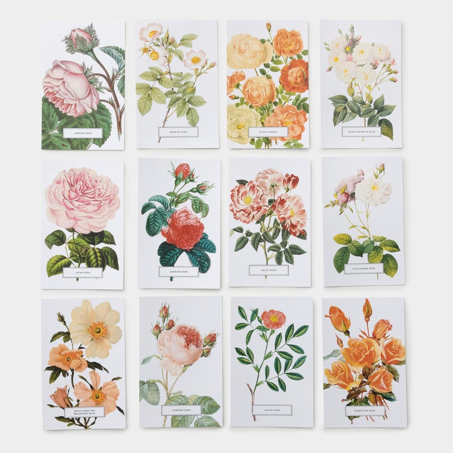assorted Roses by The New York Botanical Garden Postcards in rows