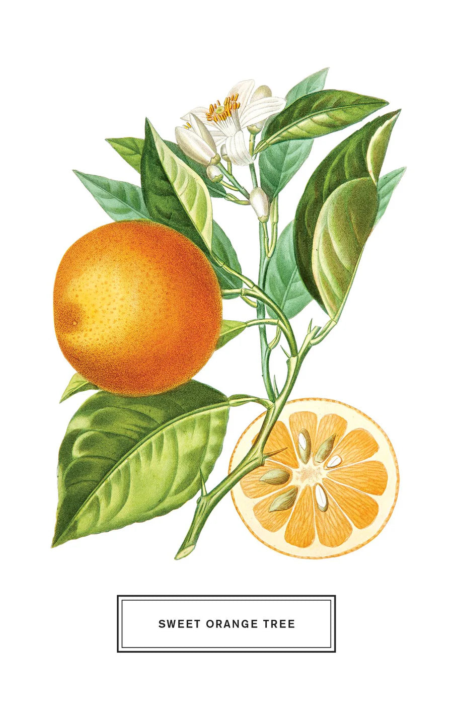 postcard with image of sweet orange tree printed on it