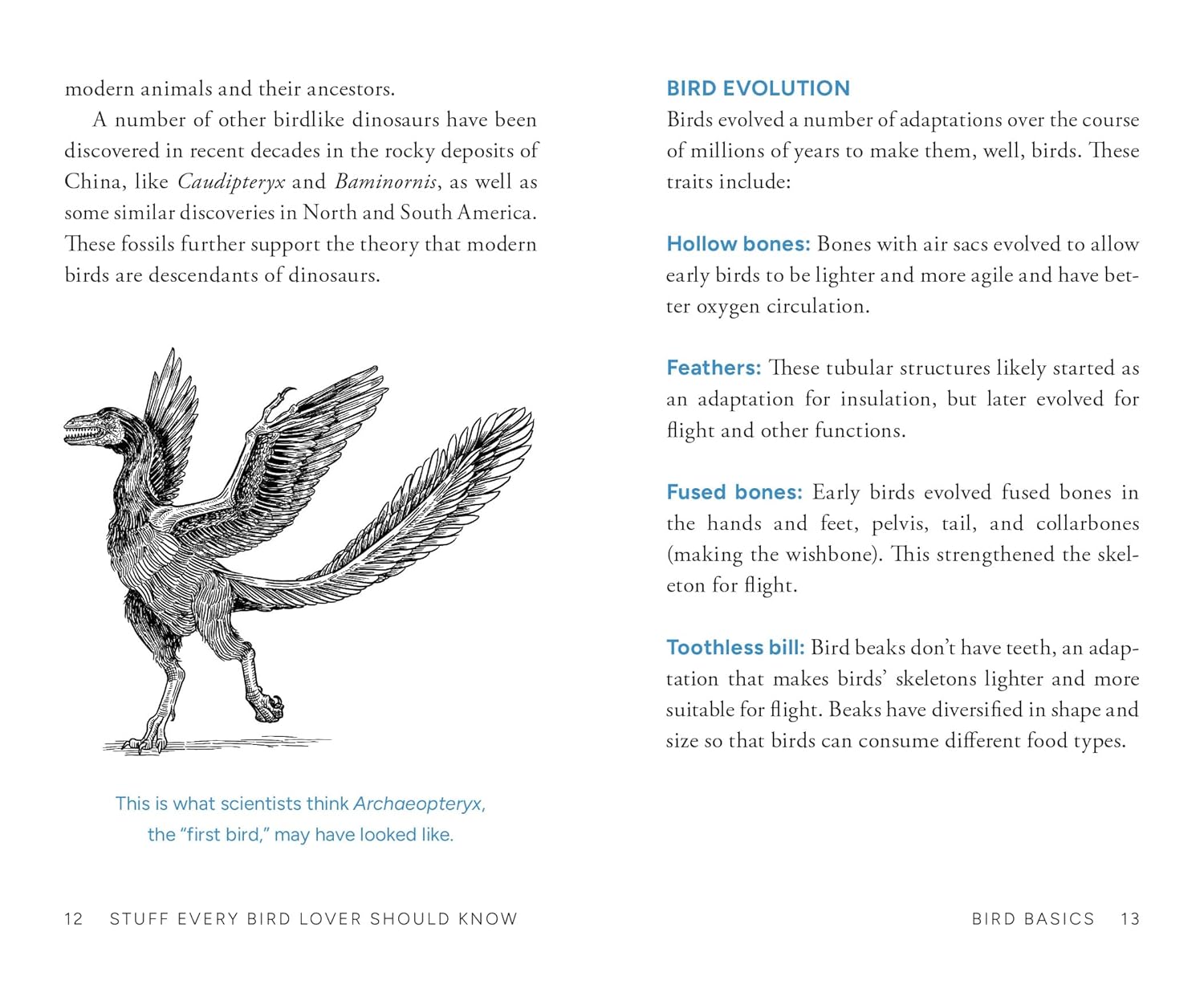 Book page about bird evolution with a diagram of a bird and text on a white background