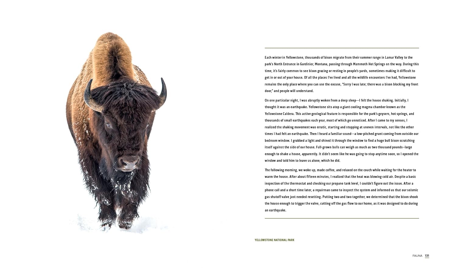 sample pages from Park Lands book with image of a Bison standing in a snowy landscape with text on a white background