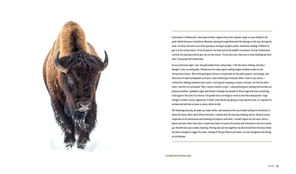 sample pages from Park Lands book with image of a Bison standing in a snowy landscape with text on a white background