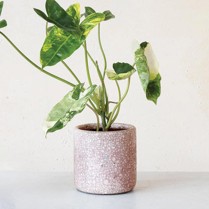 Potted plant with green leaves in a textured ceramic pink pot on a white background