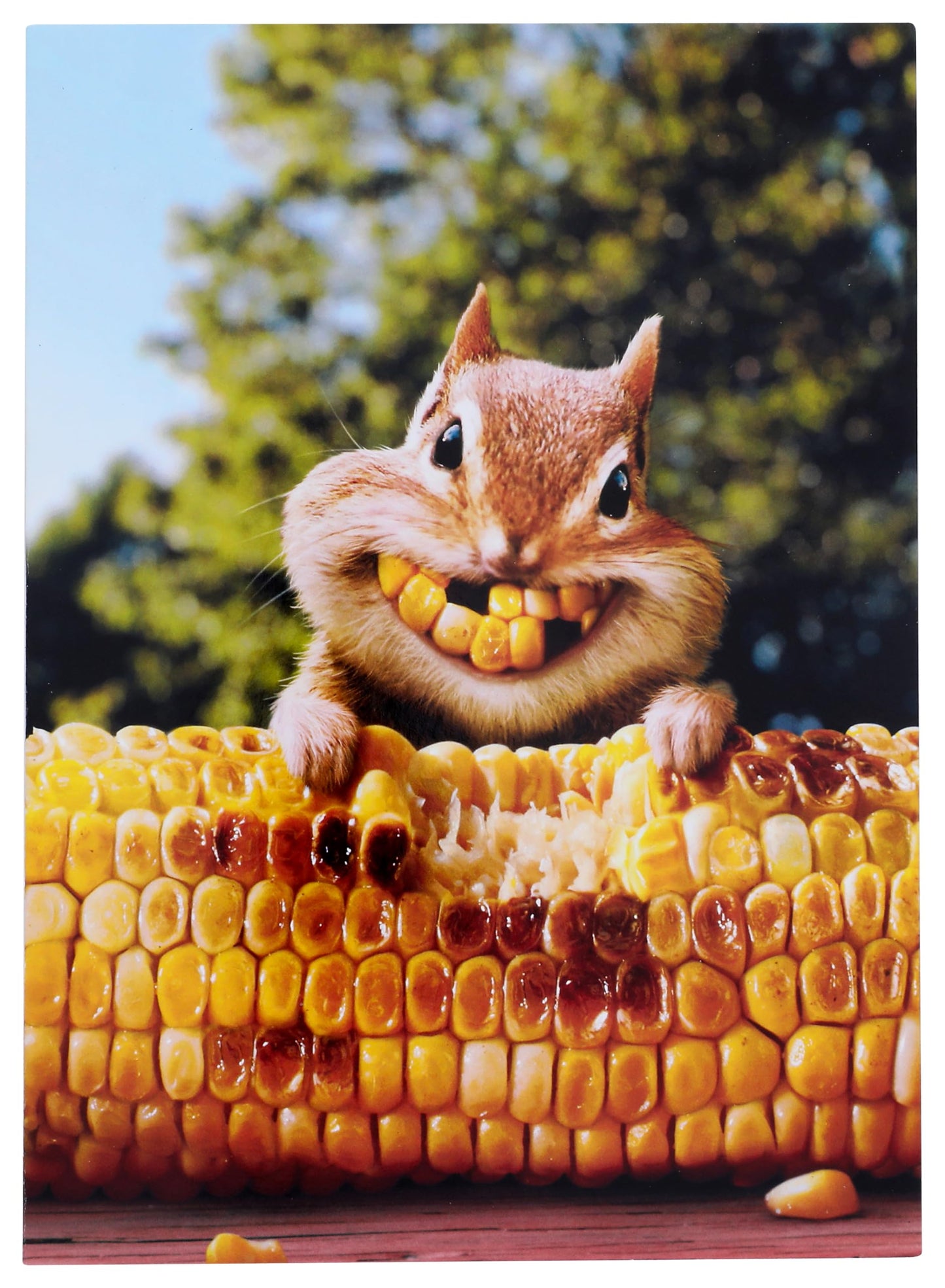 front of card is a chipmunk with corn on the cob and corn for teeth