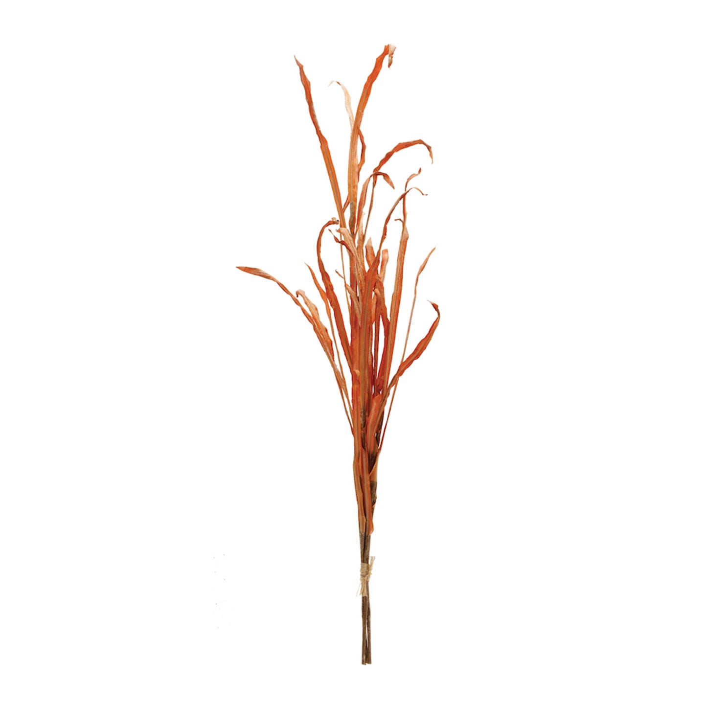 orange grass stem displayed against a white background