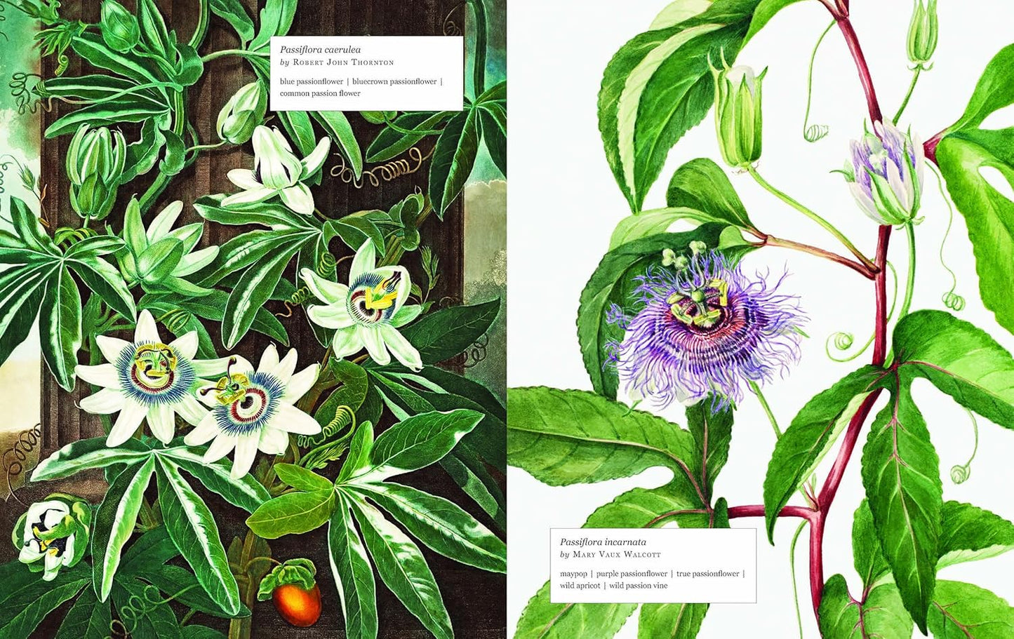pages from Biblioflora book with Illustrations of Passiflora species with detailed leaves and flowers.