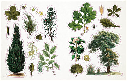 open book showing pages of sticker Illustrations of various plants and trees on a white background