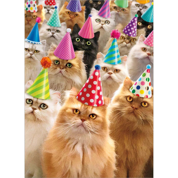 front of card is several cats sitting with birthday cone hats on