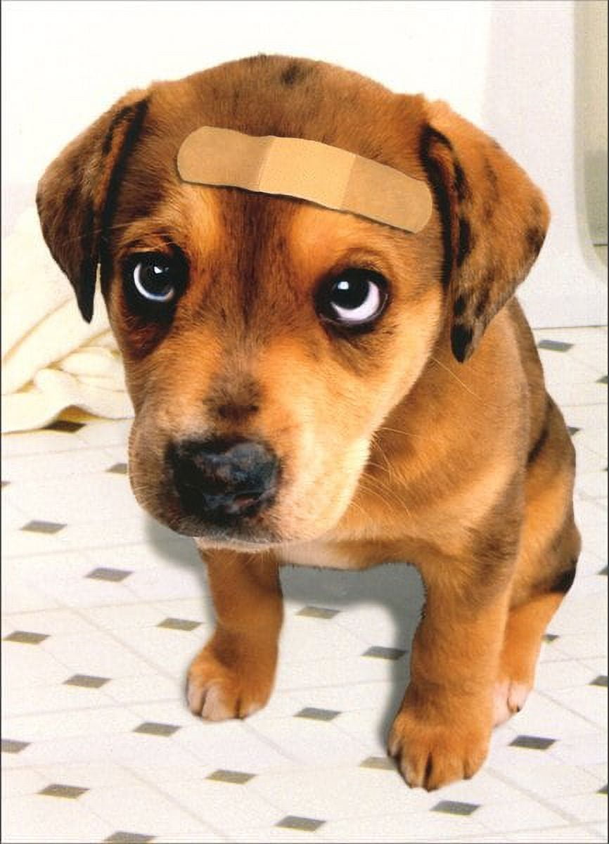 front of card is a brown puppy with a band-aid on his forehead sitting on a white tile floor
