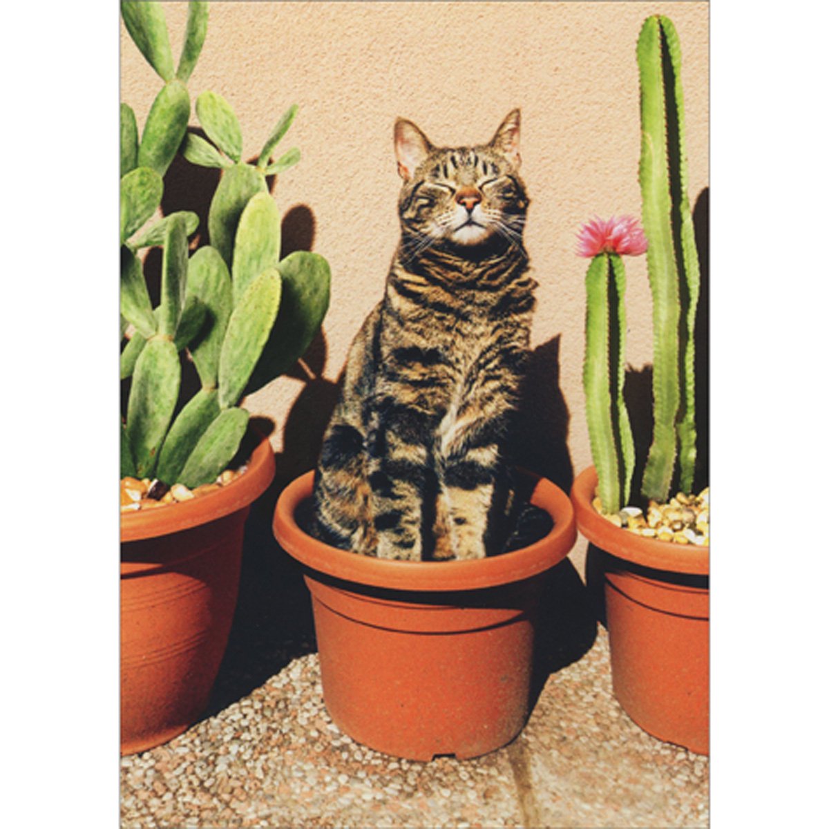 front of card is a tabby cat with his eyes closed sitting in a flower pot next to cacti