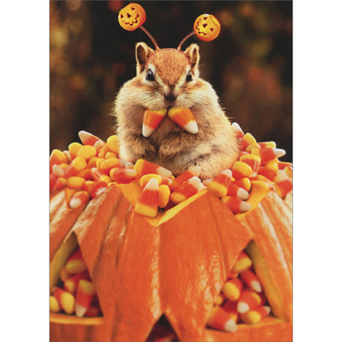 front of card is a chipmunk in a pumpkin full of candy corn 
