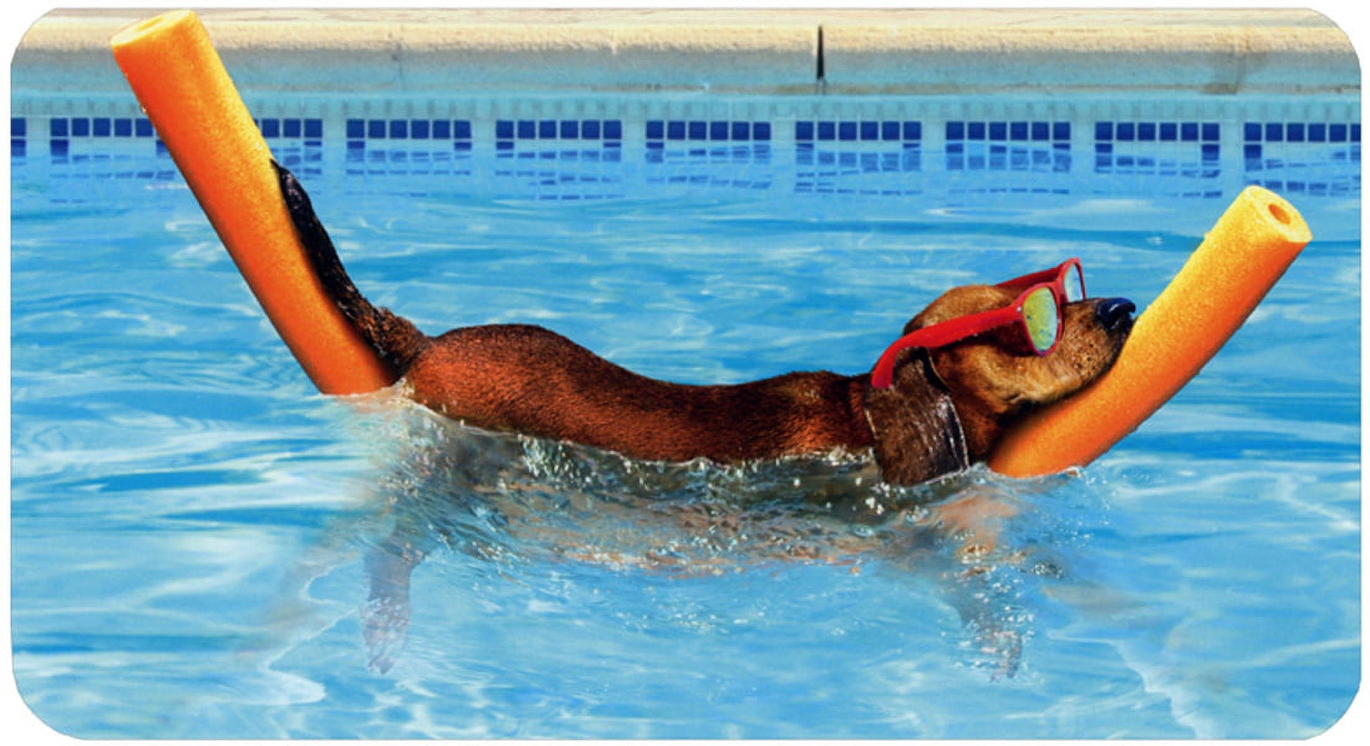 front of card is a dachshund with red sunglasses on an orange pool noodle in a swimming pool