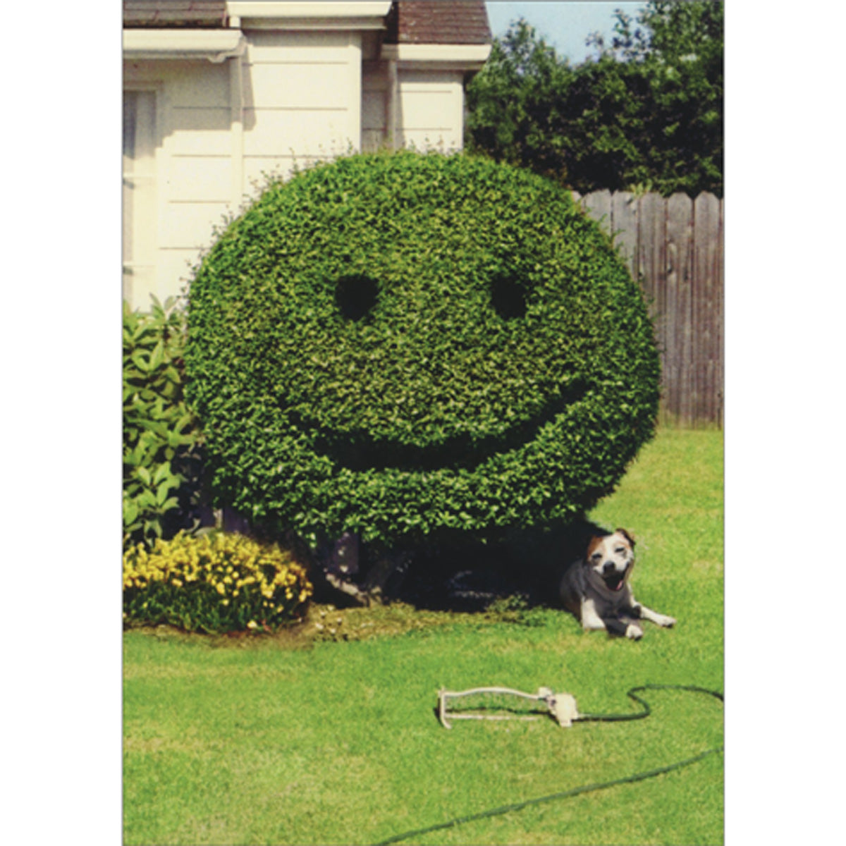 front of card is a shrub trimmed to look like a happy face with a dog laying in the grass next to a sprinkler