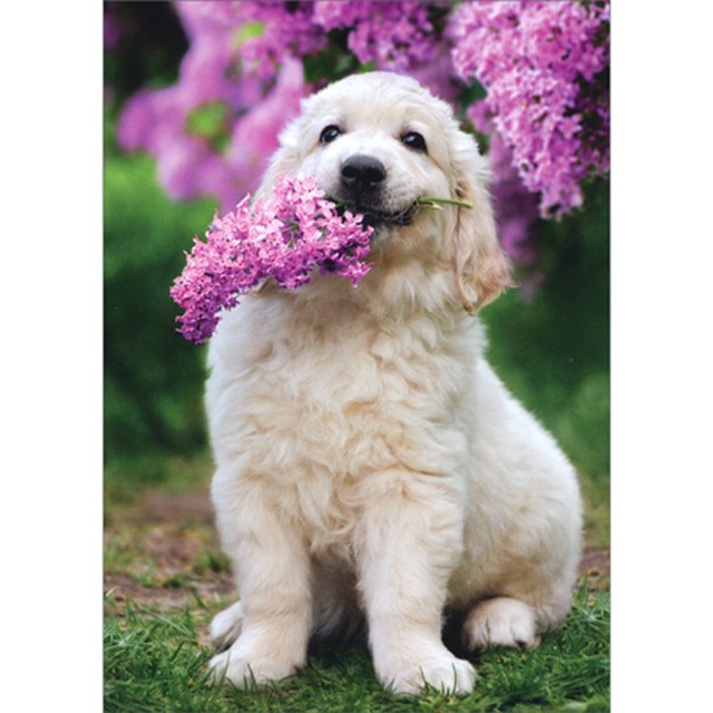 front of card is a white fluffy puppy with purple lilacs in mouth
