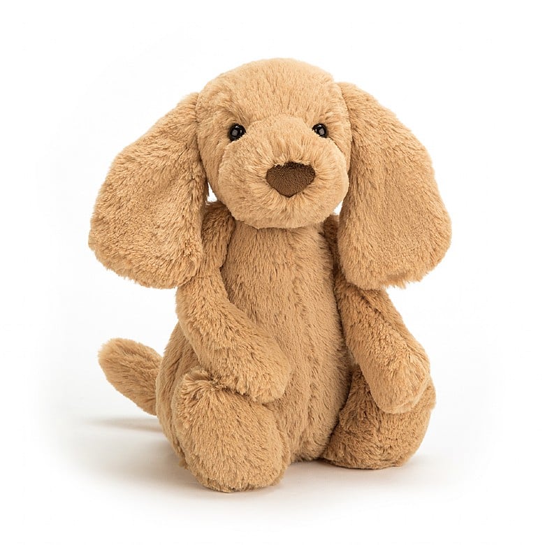 front view of the bashful toffee puppy on a white background
