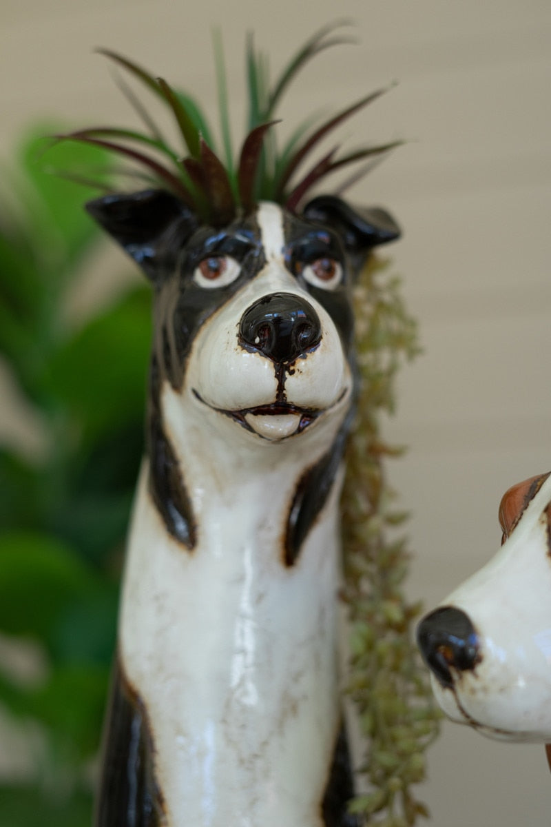 Close up of black and white dog planter with succulent in it.