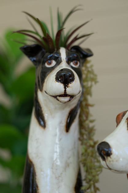 Close up of black and white dog planter with succulent in it.