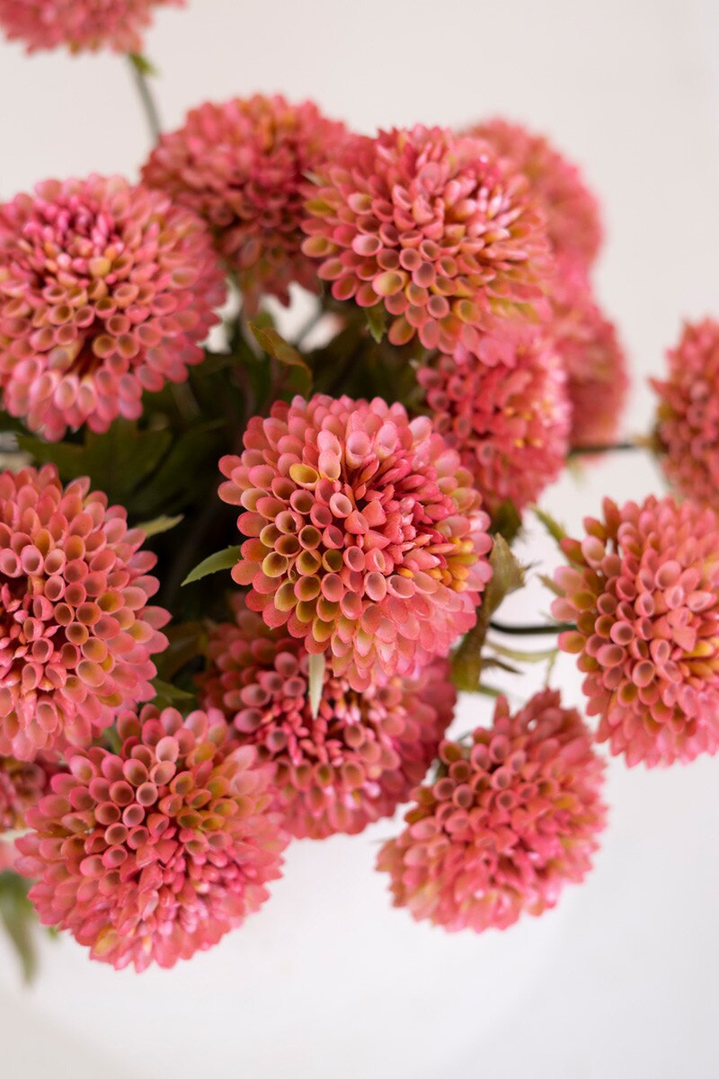 Close-up of pink flowers with a blurred white background