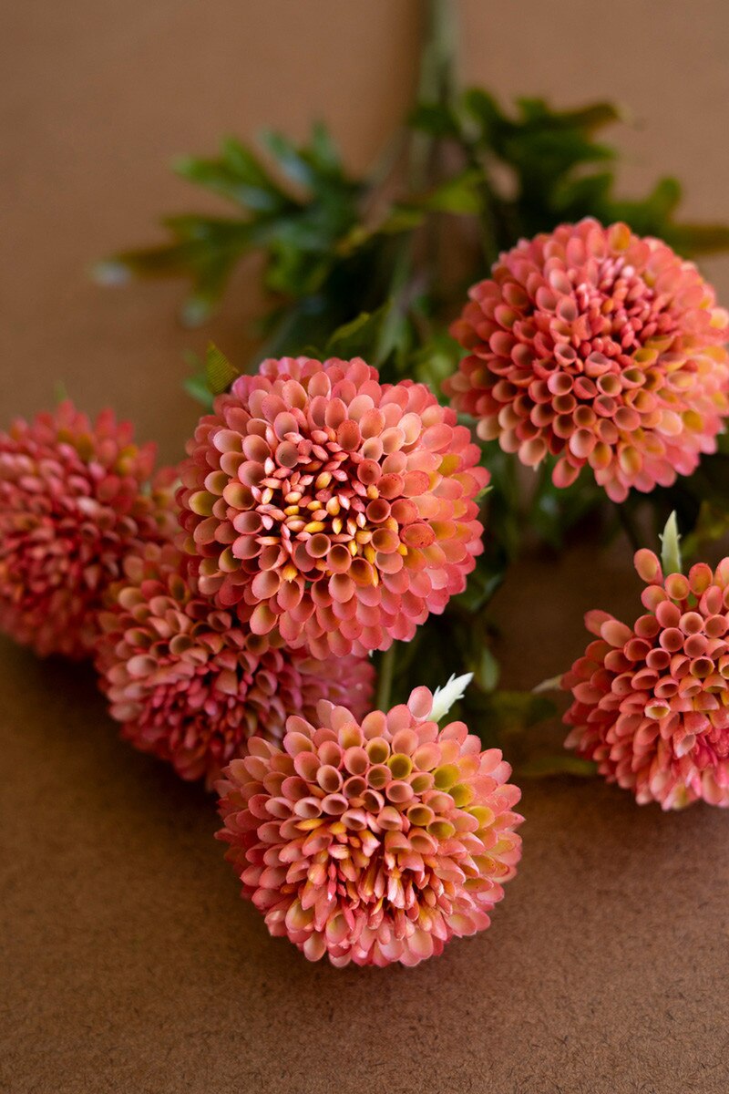 Close-up of pink flowers on a brown background