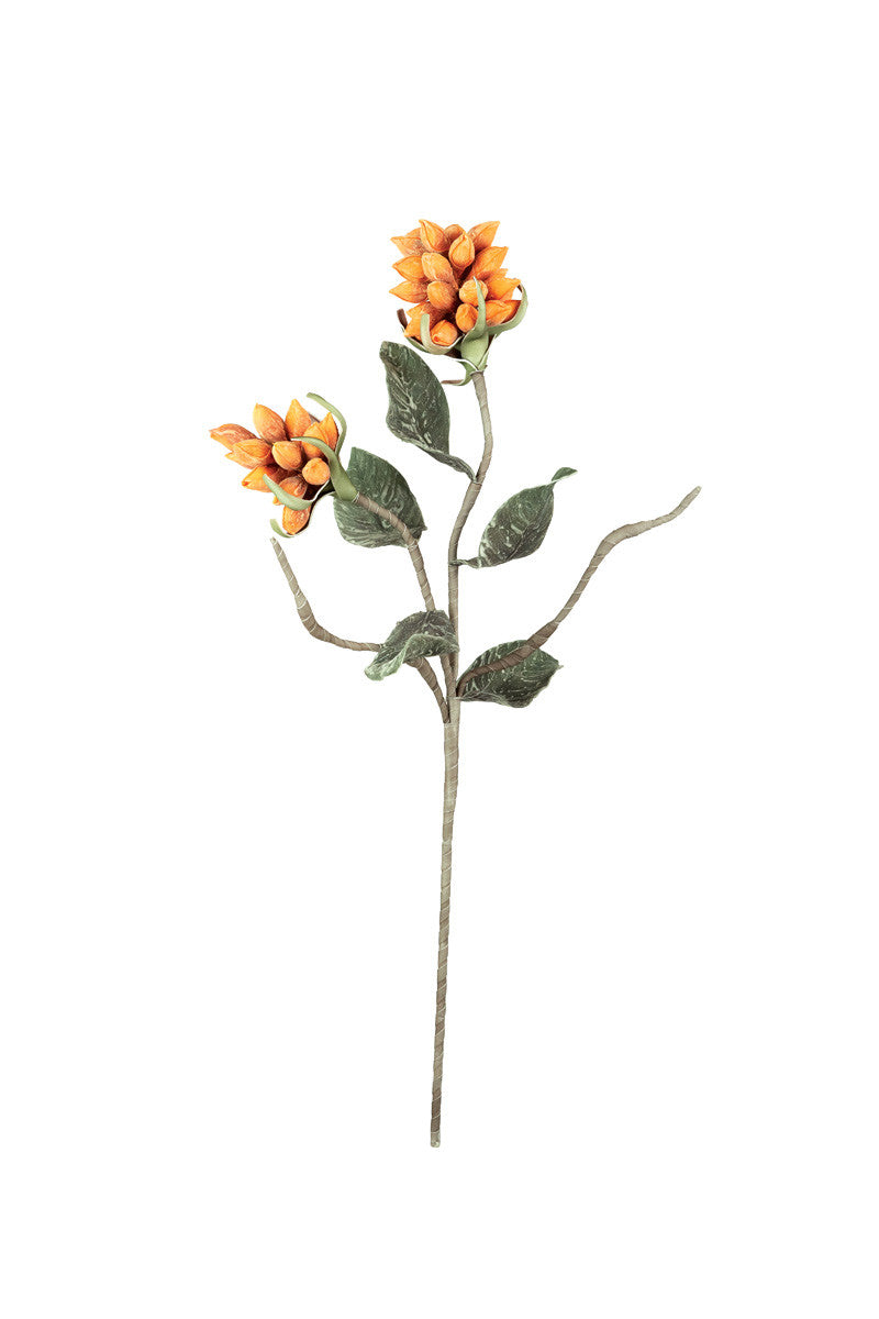 orange seedling pod with green leave on the stem shown on a white background.