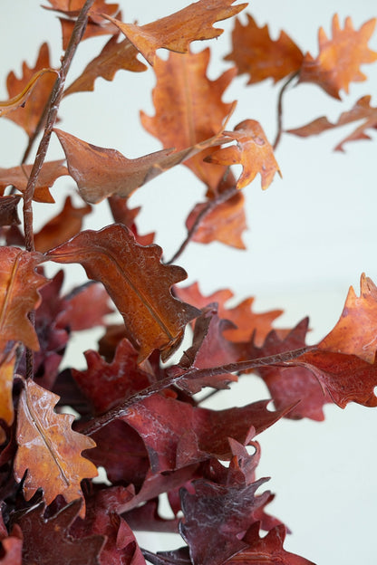 Close-up of autumn leaves with a white background