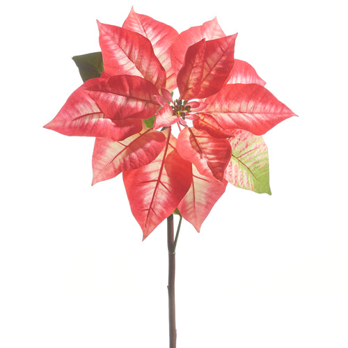 red and pink poinsettia stem displayed on a white background