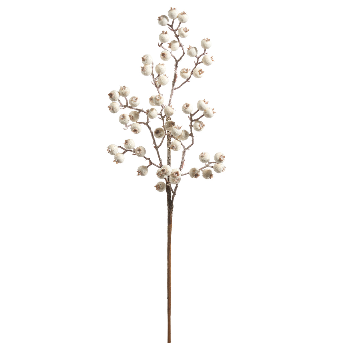 stem with frosted white berries on it shown on a white background
