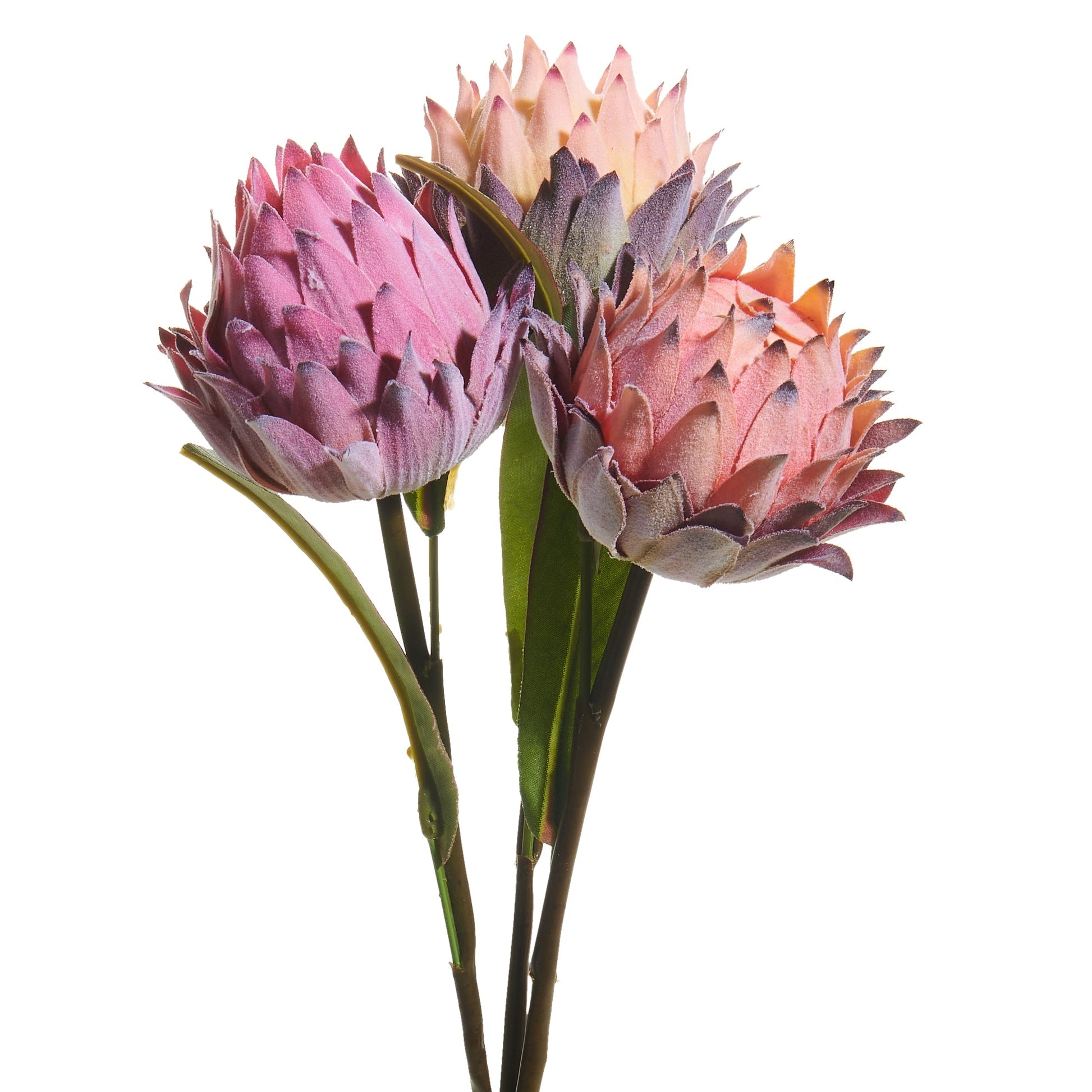 decorative stems of protea flowers