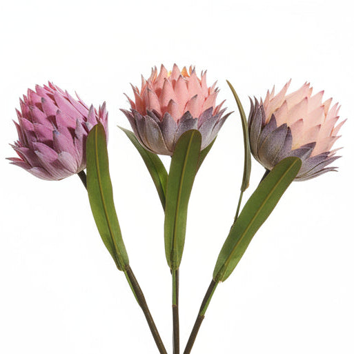 Three coral and plum colored protea flowers with green leaves on a white background