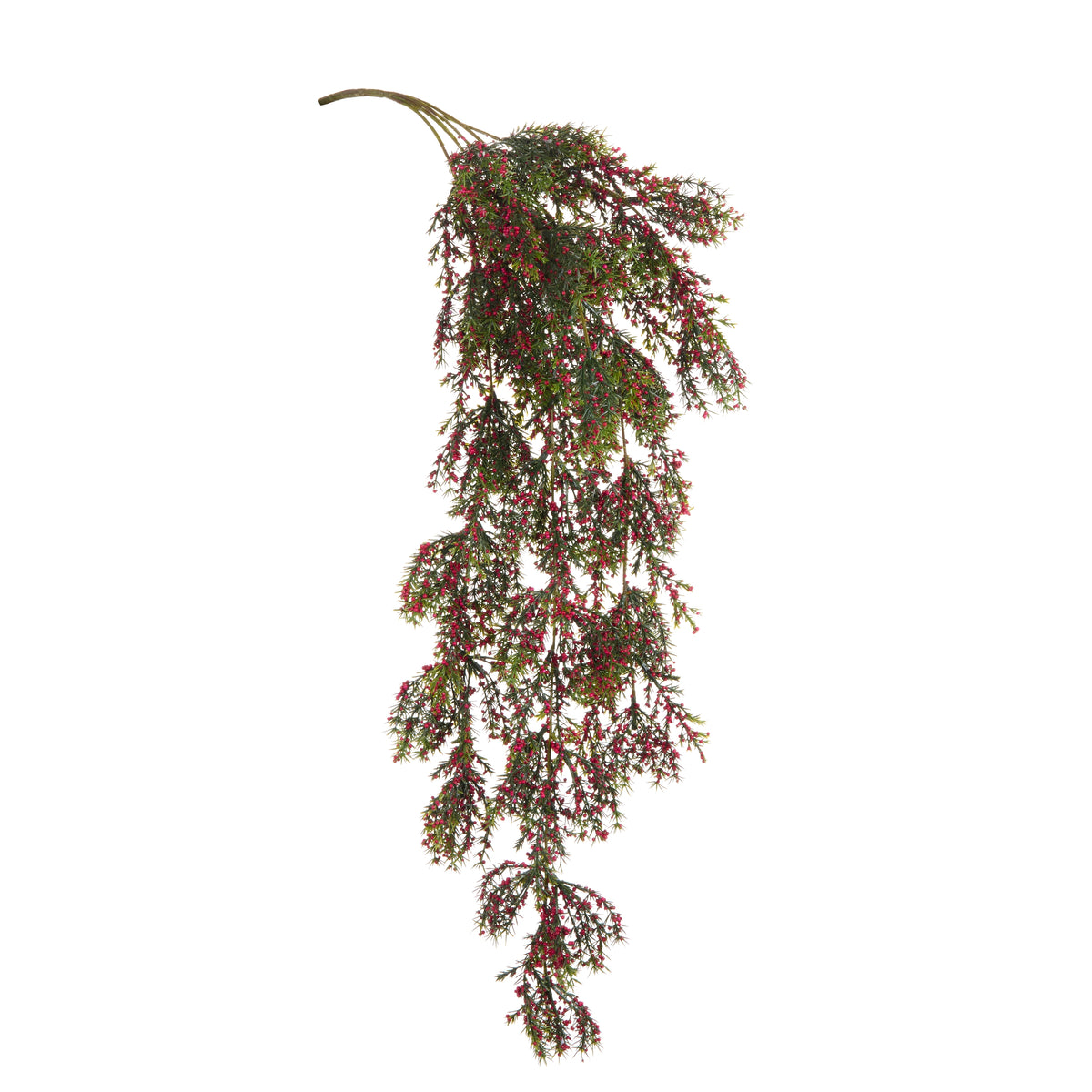 draping greenery stem covered with very small red berries shown on a white background