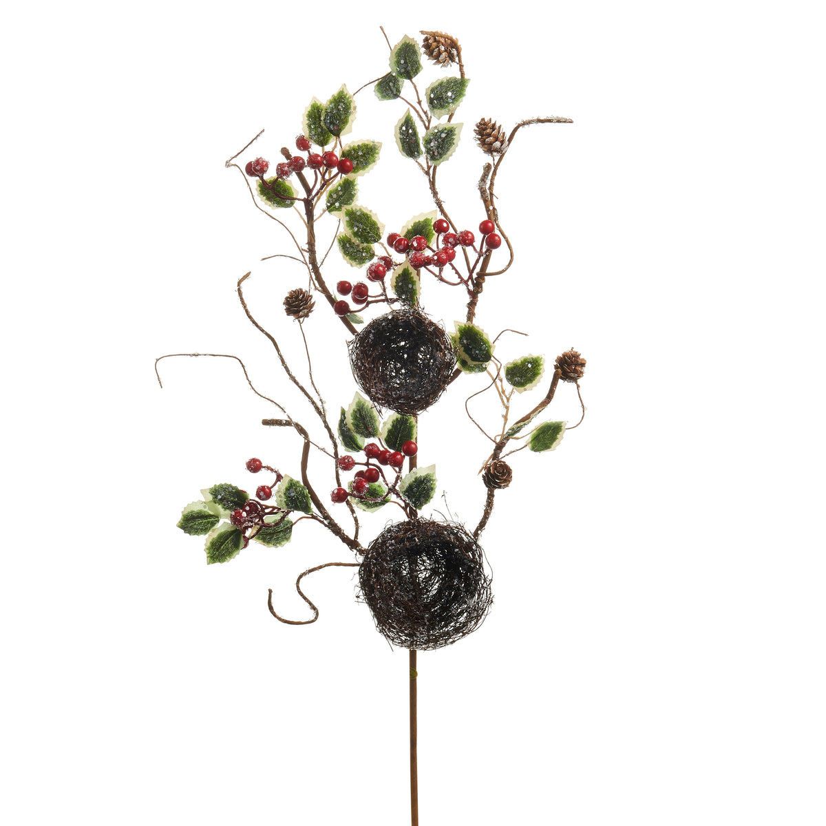 Iced Nest with Holly Stem on a white background
