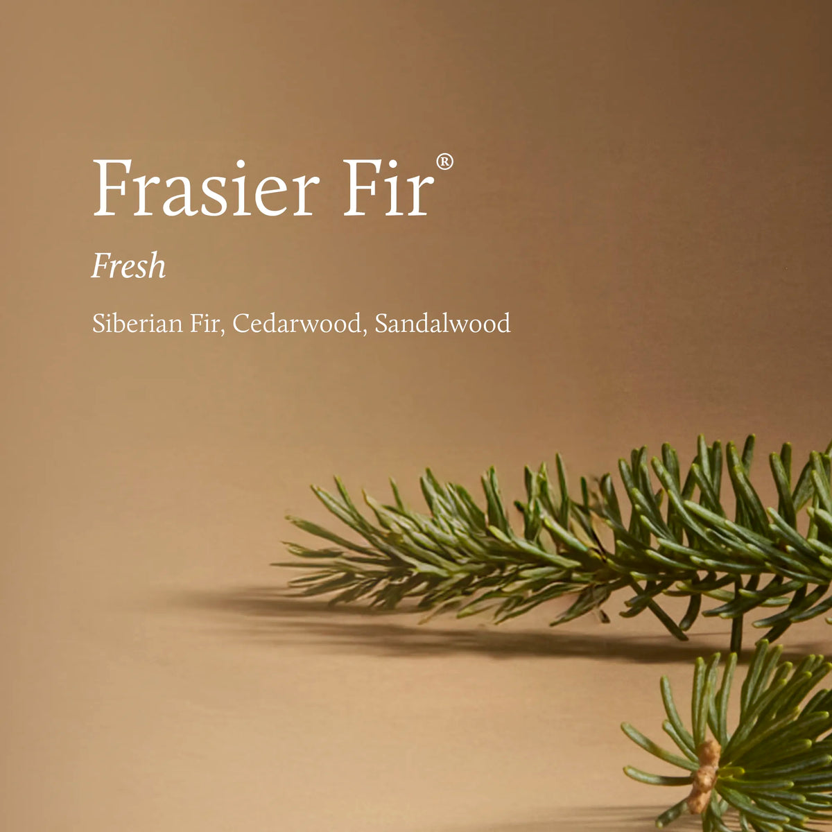 sprig if greenery with text 'frasier fir fresh siberian fir, cedarwood, sandalwood' in white on a beige backgorund
