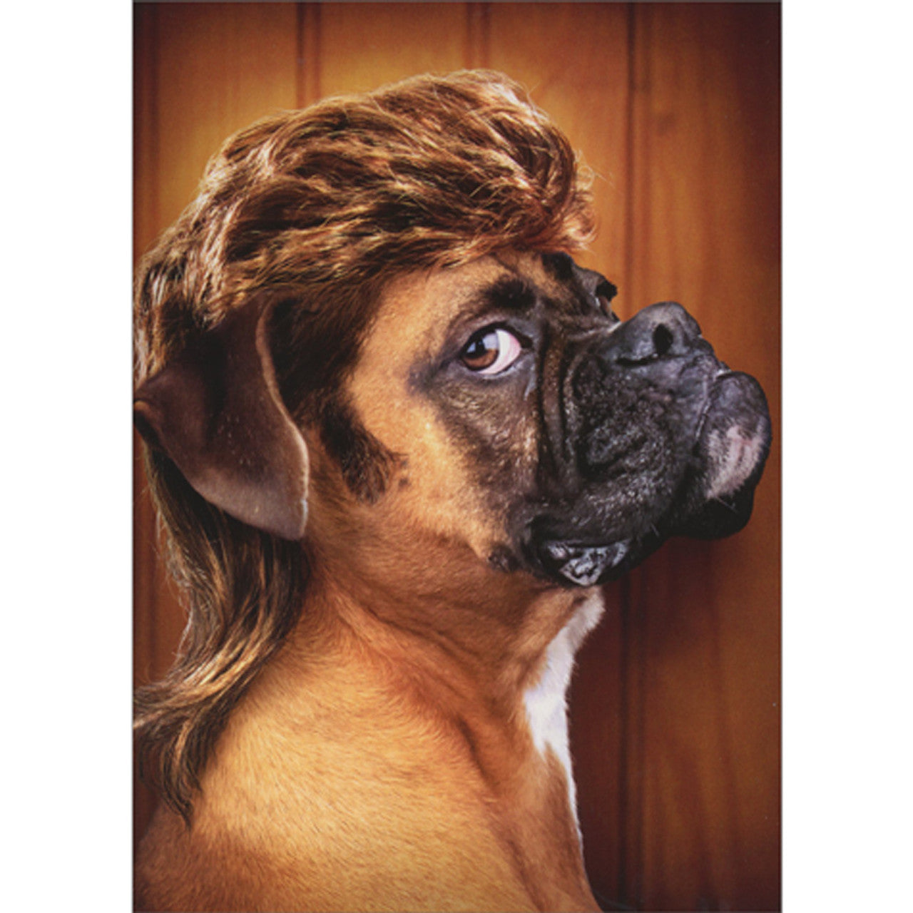 front of card is a boxer dog with a mullet in front of a wood paneling background