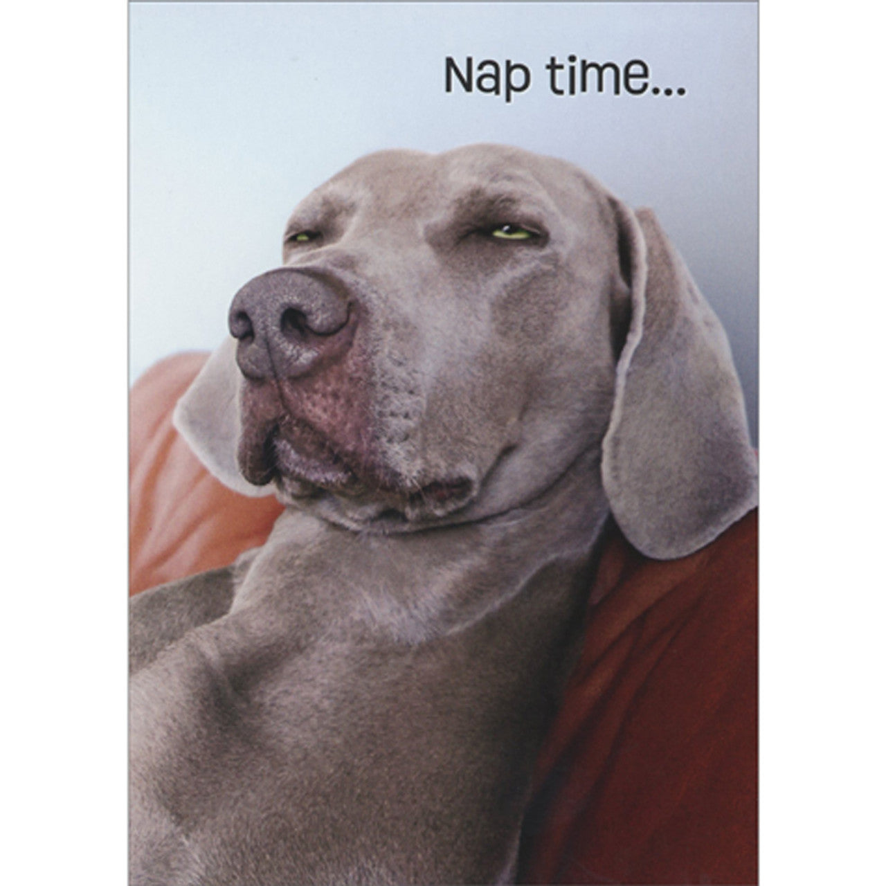 front of card is a sleepy weimereiner dog sitting on a chair