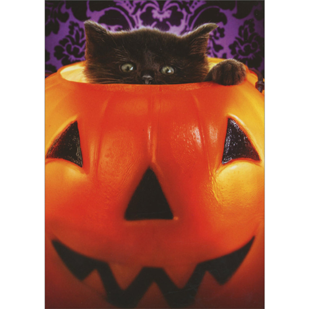 front of card is a black kitten peeking out of a plastic jack-o-lantern
