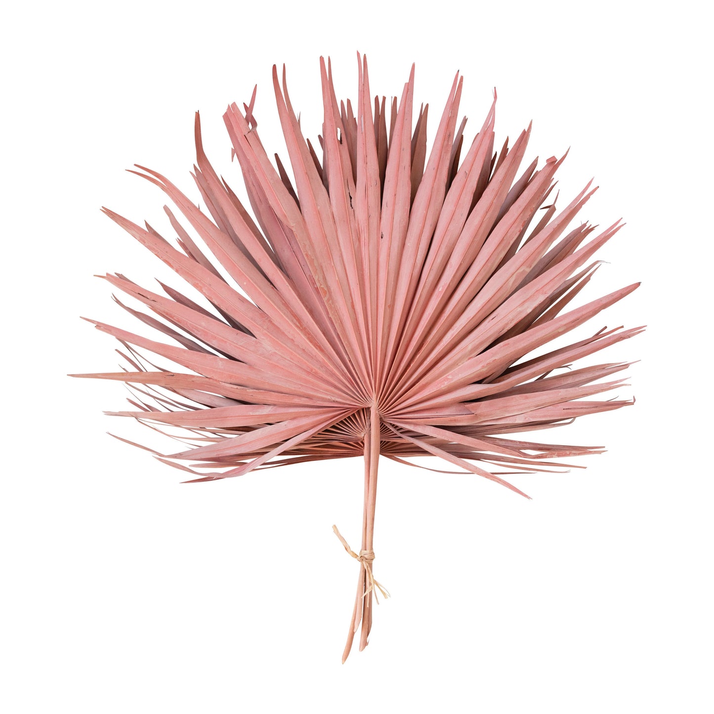 bundle of 4 pink palm leaves on a white background.