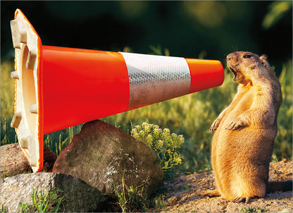 front of card has a picture of a ground hog yelling into a orange construction cone resting on rocks