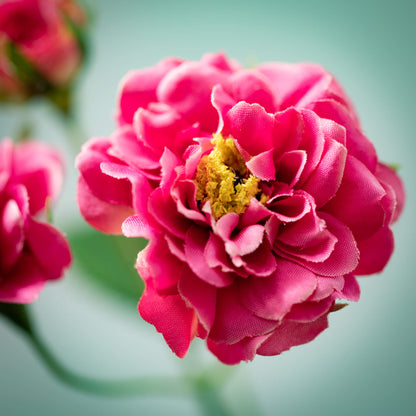 close-up of dark pink Wild Rose Stem.