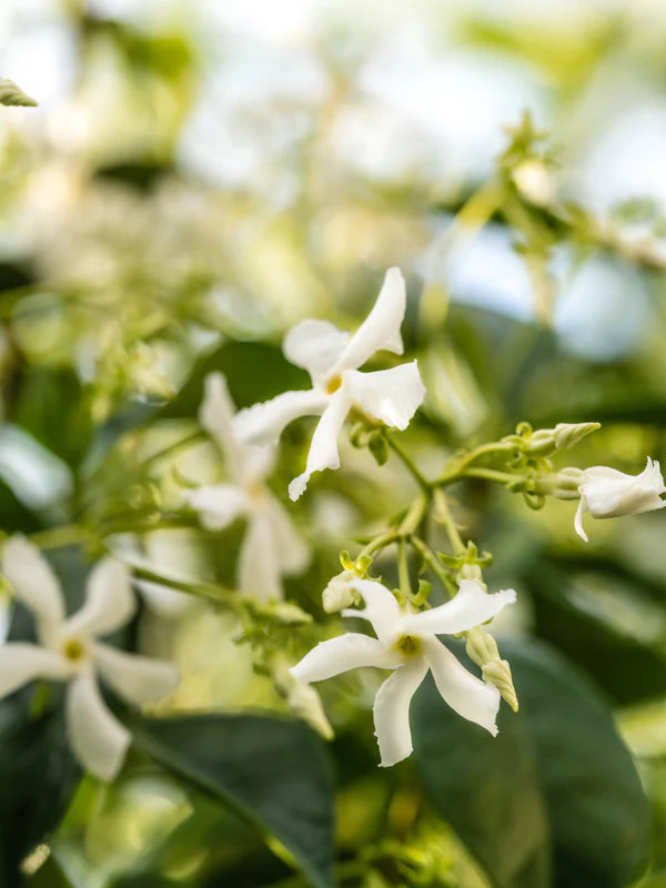 close-up of jasmine flowers.