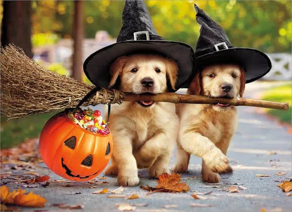 two puppies wearing witch hats carry broom stick in mouths and a candy bucket