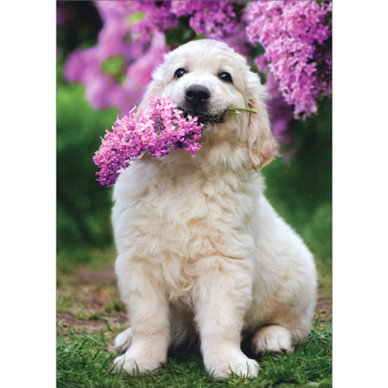front of card has a yellow retriever pup holding a purple flower in its mouth in front of a bush of purple flowers