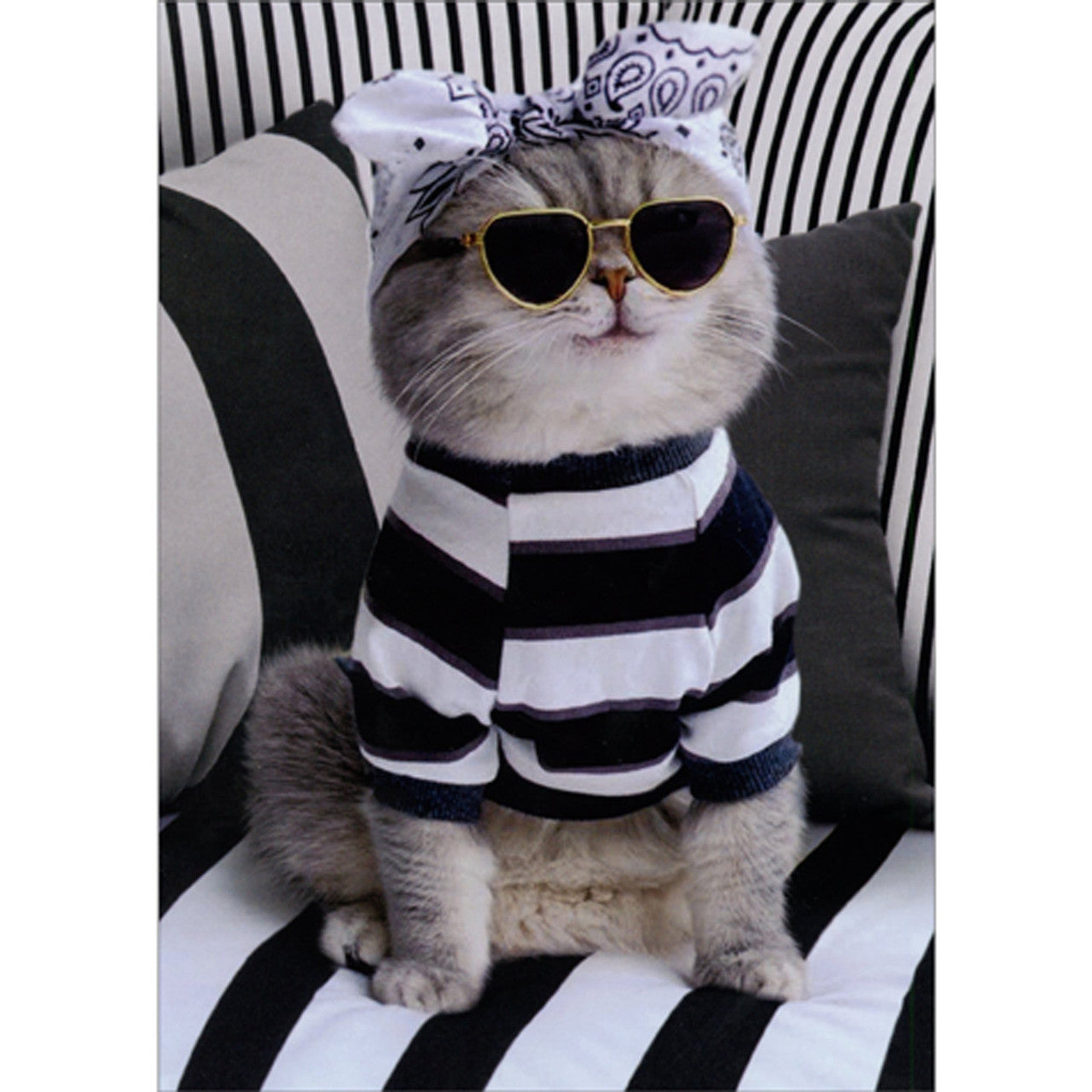 front of card has a cat wearing black sunglasses, bandana, black and white stripe sweater while sitting on a black and white stripe sofa