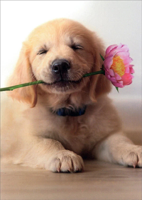 front of card has a yellow lab puppy holding a pink flower in its mouth while laying on the floor