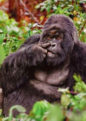 front of card is a gorilla picking his nose in the jungle