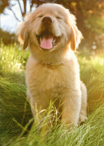 front of card is a photograph of a puppy sticking it's touch out in a field