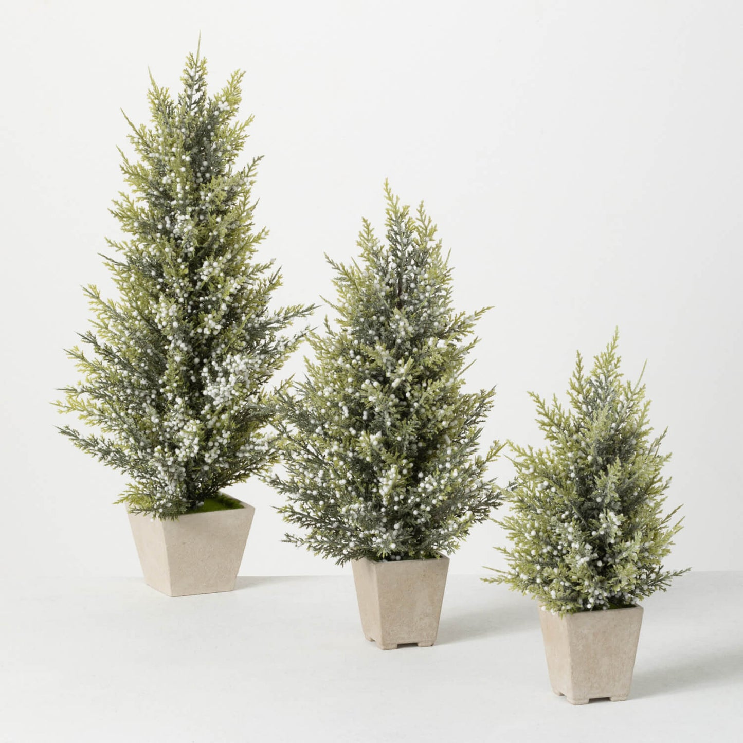 all three sizes of potted pine and berry trees against a white background